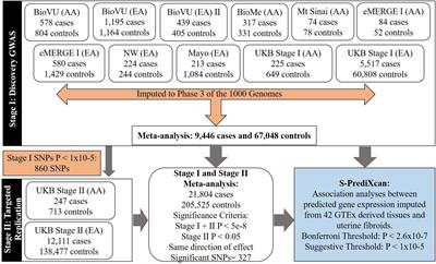 A Trans-Ethnic Genome-Wide Association Study of Uterine Fibroids